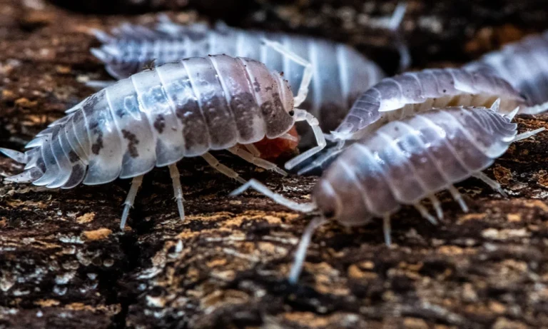 What Springtails Do Besides Eating Mould