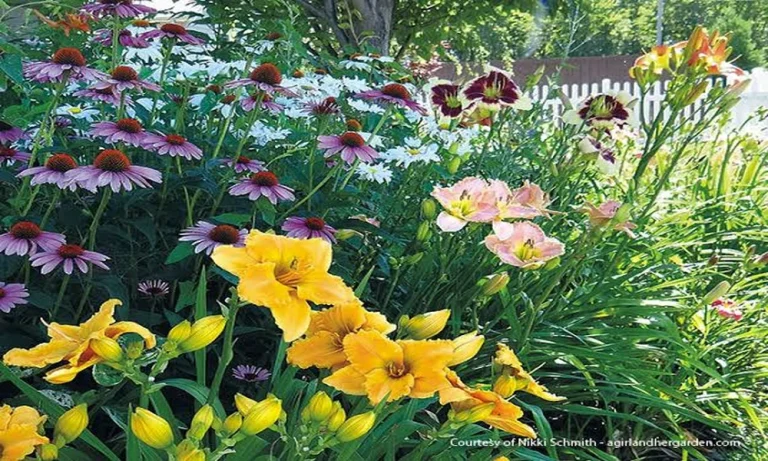 Heat at the Curb: A Practical Guide to Daylily Plants for Sale for Driveway-Side Gardens