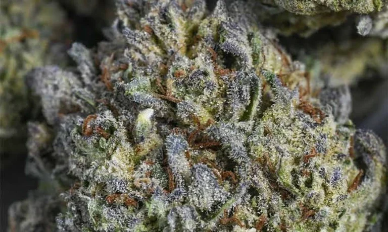 What dispensaries look for in bulk THCA flower?