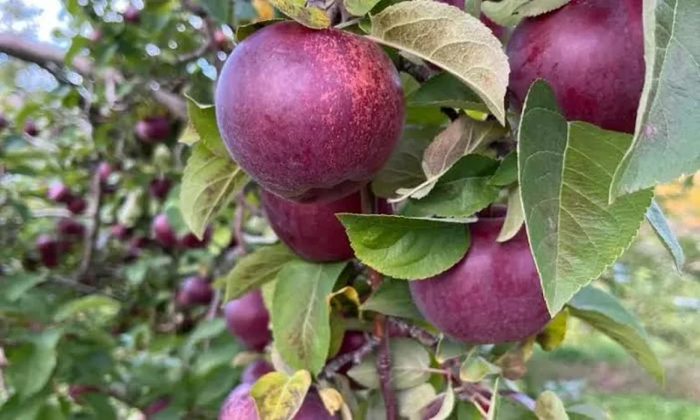 How to Use Fruit Trees for Sale in Mixed Borders Without Losing Structure: Professional Nursery Advice